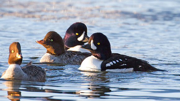 Barrow's Goldeneye (Bucephala islandica)