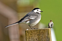 White Wagtail (motacilla alba yarrellii)