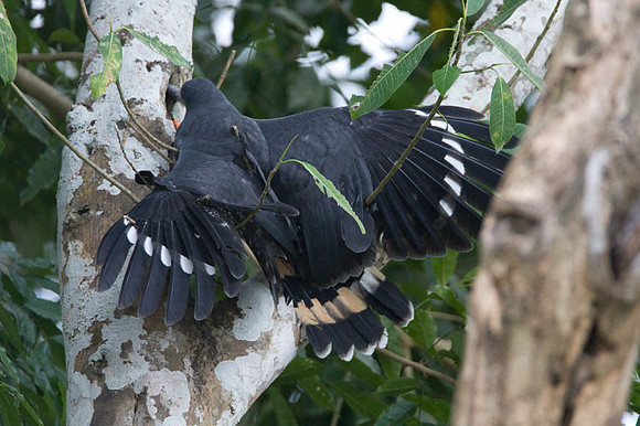 Crane Hawk (Geranospiza caerulescens)