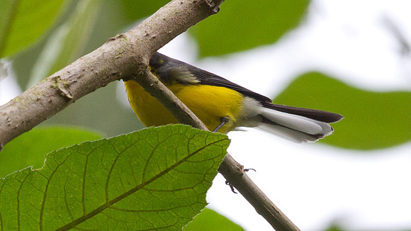 Spectacled Whitestart (Myioborus melanocephalus)