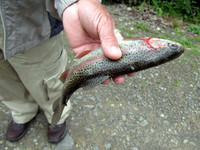 Rainbow Trout dropped by Osprey