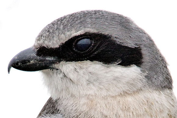 Loggerhead Shrike (Lanius ludovicianus)
