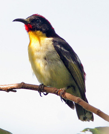 Sulphur-breasted Myzomela (Myzomela jugularis) also known as Orange-breasted Myzomela, Orange-breasted Honeyeater
