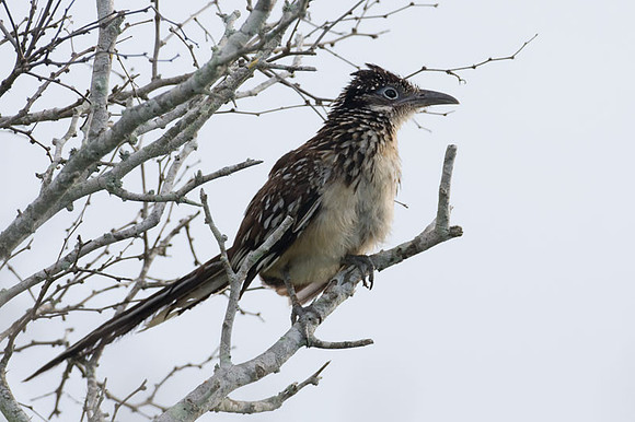 Lesser Roadrunner (Geococcyx velox)