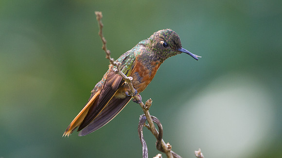 Chestnut-breasted Coronet (Boissonneaua matthewsii)