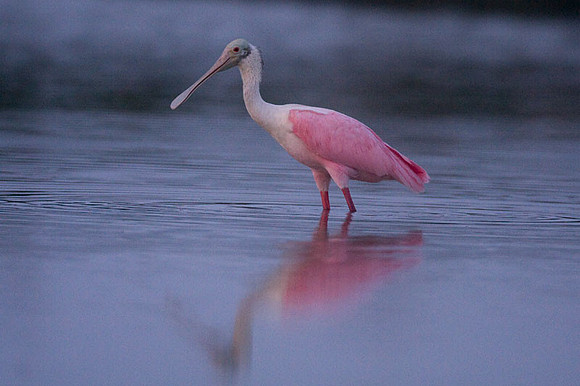 Roseate Spoonbill (Ajaja ajaja)