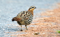 Mountain bamboo partridge (Bambusicola fytchii)