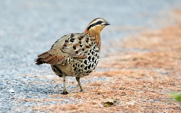 Mountain bamboo partridge (Bambusicola fytchii)