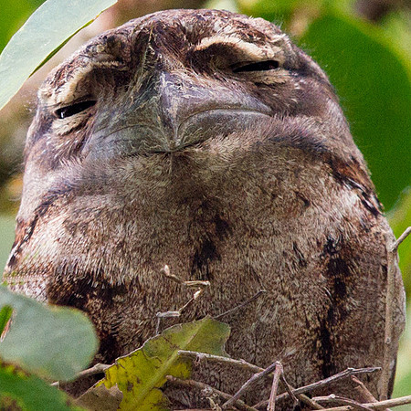 Tawny frogmouth (Podargus strigoides)