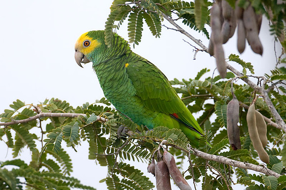 Yellow-shouldered Amazon (Amazona barbadensis) also known as Yellow-shouldered Parrot