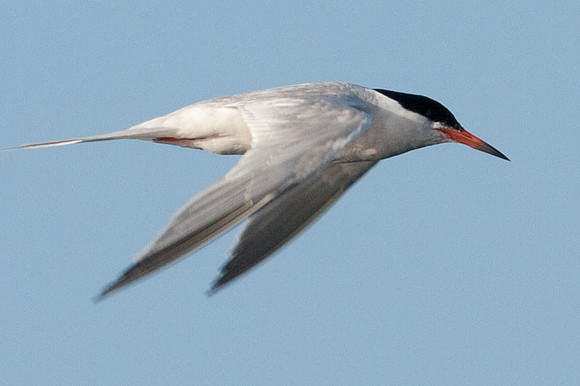 Roseate Tern (Sterna dougallii)