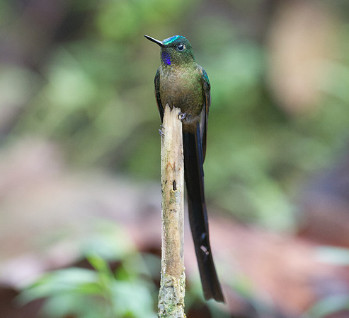 Violet-tailed Sylph (Aglaiocercus coelestis)