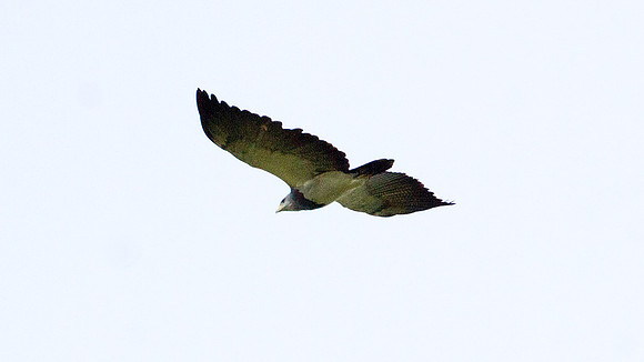 Black-chested Buzzard-Eagle (Geranoaetus melanoleucus)