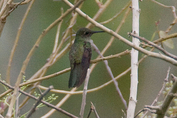 Scaly-breasted Hummingbird (Phaeochroa cuvierii) female