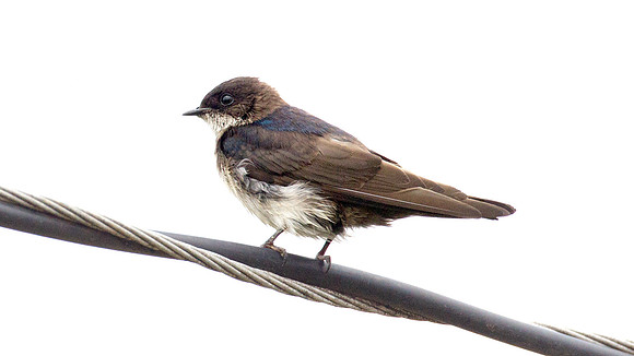 Blue-and-white Swallow (Notiochelidon cyanoleuca)