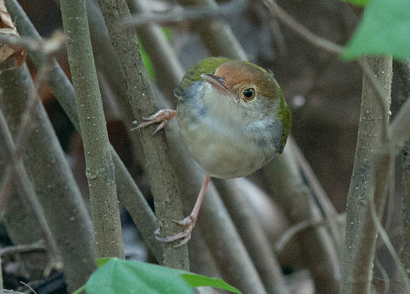 Common tailorbird (Orthotomus sutorius)