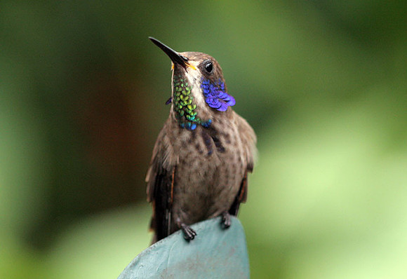 Brown Violetear (Colibri delphinae)
