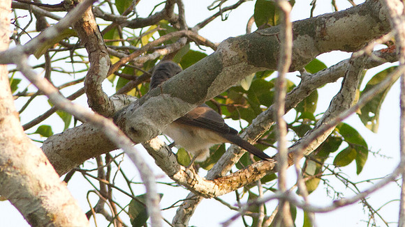 Ash-colored Cuckoo (Coccycua cinerea)