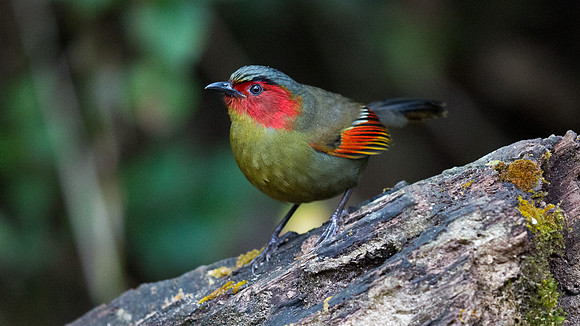 Red-faced liocichla (Liocichla phoenicea)