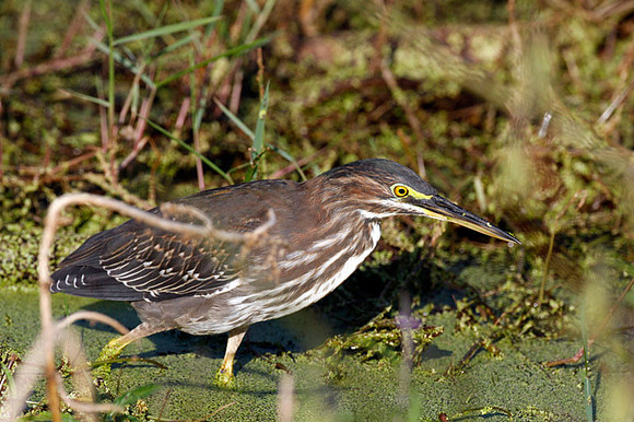 Green Heron (Butorides virescens)