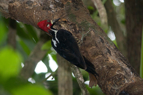 Crimson-crested Woodpecker (Campephilus melanoleucos)