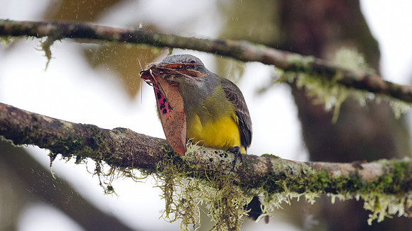 Tropical Kingbird (Tyrannus melancholicus)