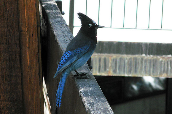 Steller's Jay (Cyanocitta stelleri)