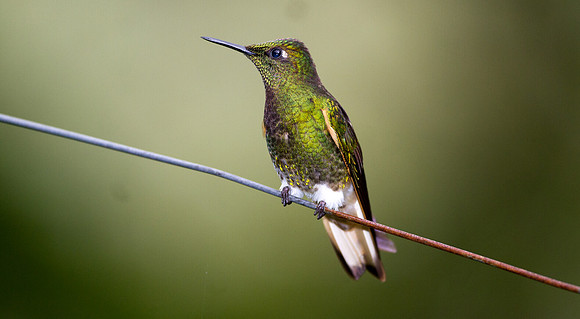 Buff-tailed Coronet (Boissonneaua flavescens)