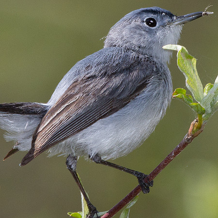 Blue-gray Gnatcatcher (Polioptila caerulea)