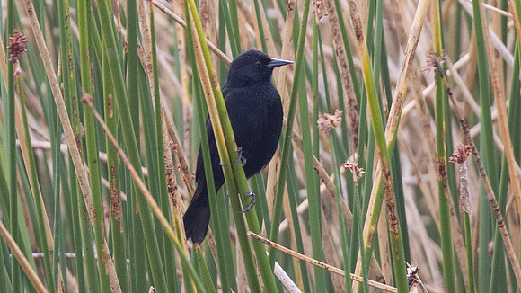 Yellow-winged Blackbird (Agelaius thilius)