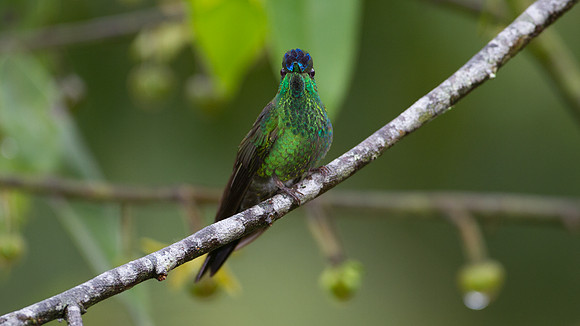 Violet-fronted Brilliant (Heliodoxa leadbeateri)