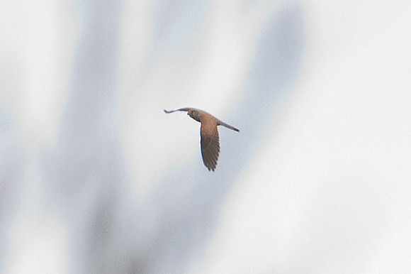 Common Kestrel (Falco tinnunculus)