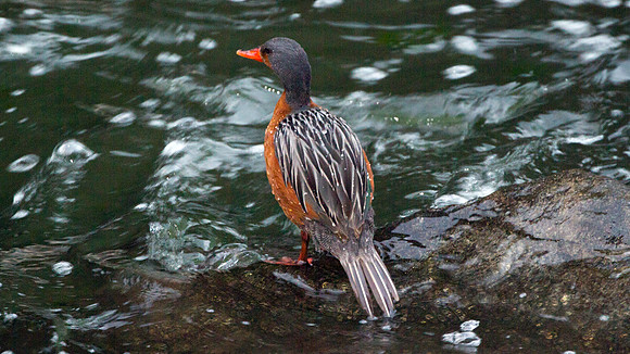 Torrent Duck (Merganetta armata) - female