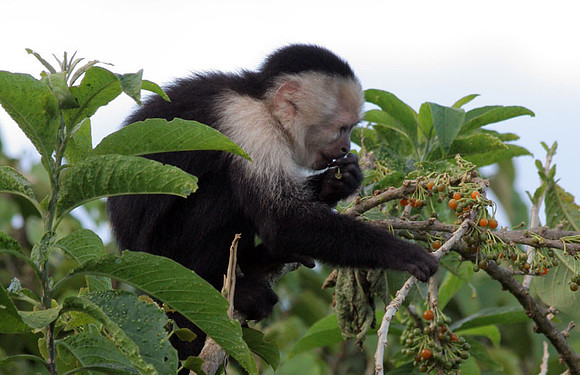 White-headed Capuchin (Cebus capucinus) also known as White-faced Capuchin