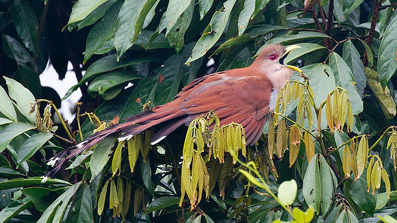Squirrel Cuckoo (Piaya cayana)