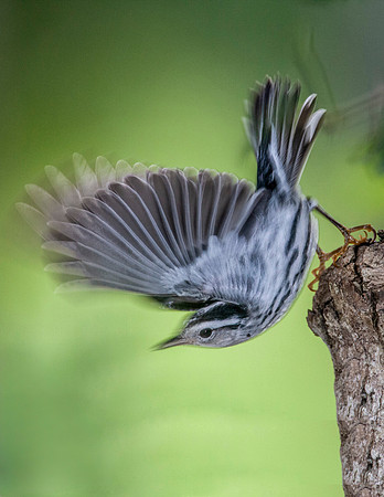 Black-and-white Warbler (Mniotilta varia)