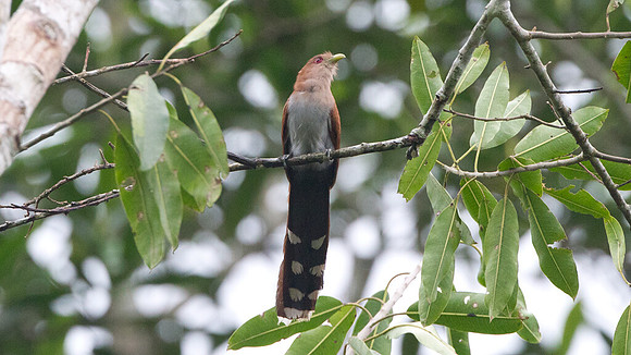 Squirrel Cuckoo (Piaya cayana)
