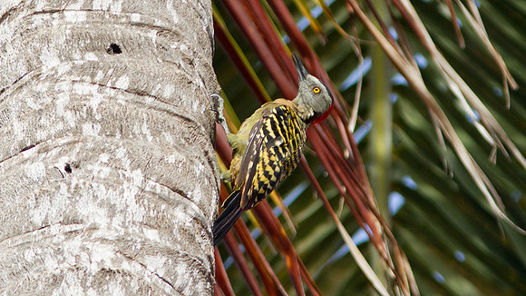 Hispaniolan Woodpecker (Melanerpes striatus)