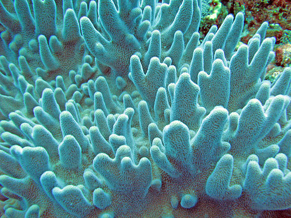 Coral