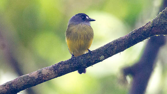 Ornate Flycatcher (Myiotriccus ornatus)