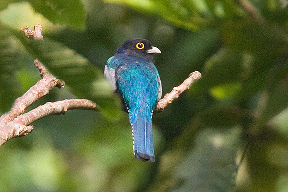 Violaceous Trogon (Trogon violaceus) male