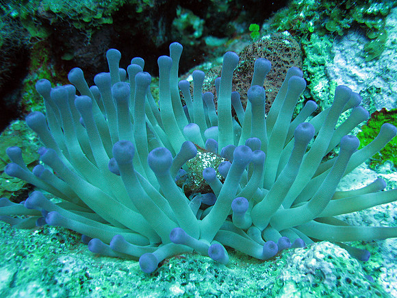 Anemone