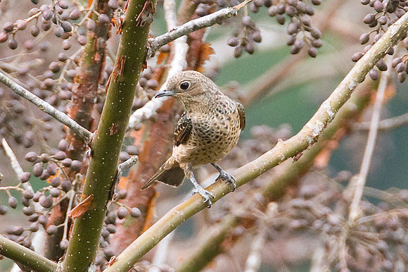 Blue Cotinga (Cotinga nattererii) female