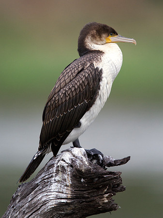 White-breasted Cormorant (Phalacrocorax lucidus)