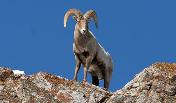 Bighorn sheep (Ovis canadensis) male