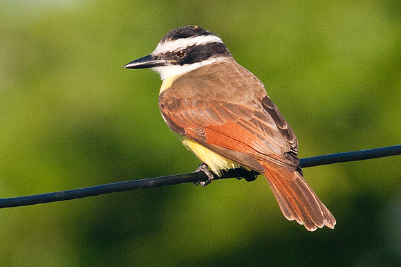 Great Kiskadee (Pitangus sulphuratus)