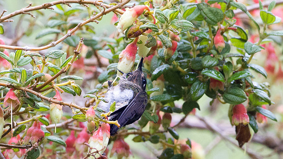 Tyrian Metaltail (Metallura tyrianthina)