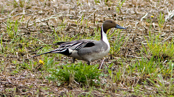 Northern Pintail (Anas acuta) male
