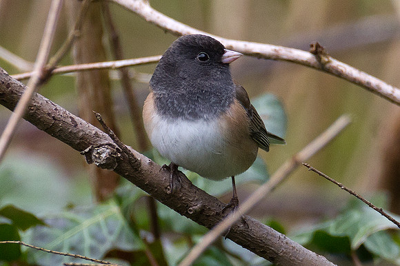 Dark-eyed Junco (Junco hyemalis oreganus)