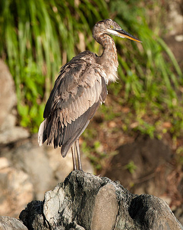 Great Blue Heron (Ardea herodias)